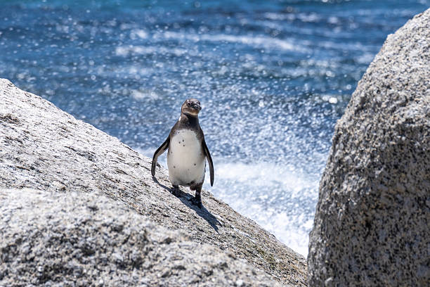 Young African penguin stands on granite boulders with waves crashing behind, captured on a sunny day near Cape Town, South Africa, conveying coastal wildlife, resilience, and natural habitat.