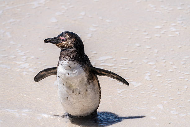 The famous Boulders Penguin Colony in Simons Town is home to an adorable and endangered land-based colony of African Penguins. This colony is one of only a few in the world, and the site has become famous and a popular international tourist destination.