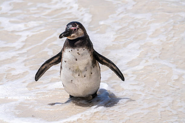 African penguin walking in the vegetation of Boulders Beach, Cape Town, South Africa