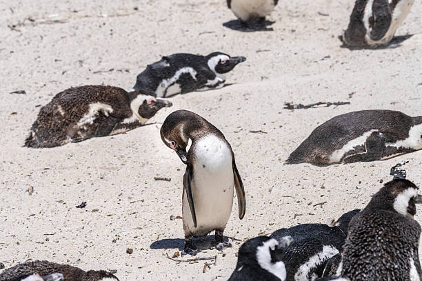 An African penguin preens on the sandy shore among a resting colony at Boulders Beach near Cape Town, South Africa, showcasing coastal wildlife, natural behavior and bright sunlit habitat.