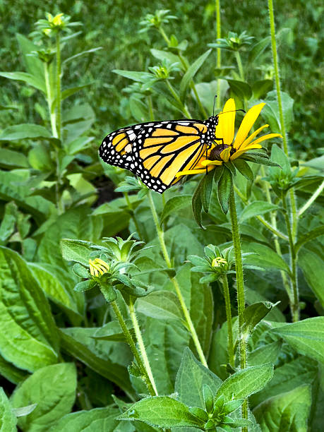Monarch butterfly in a summer garden of Black-eyed Susans