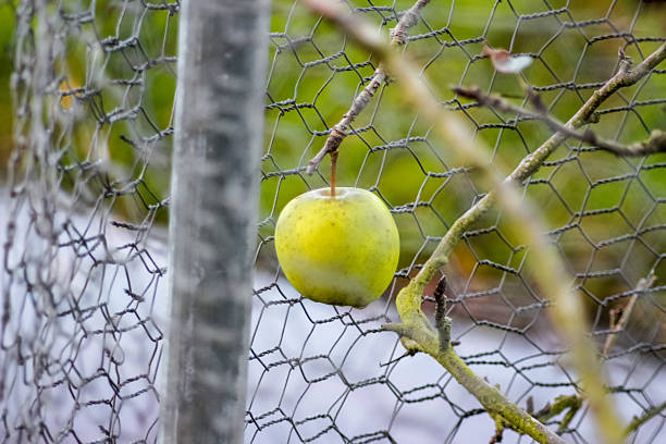A single green apple hangs from a thin, bare branch in an orchard, positioned behind a wire mesh fence with a blurred green background. The lighting highlights its round shape and smooth skin