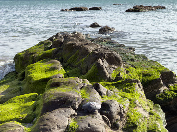 Rocks, green rocks, Mediterranean Sea