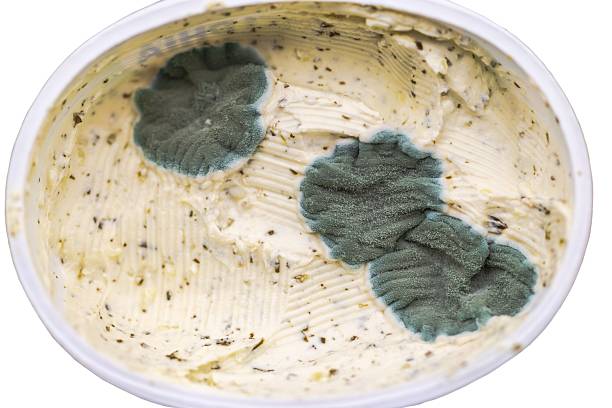 Close up view of mold growing on spoiled processed cheese spread isolated on white background. Sweden.