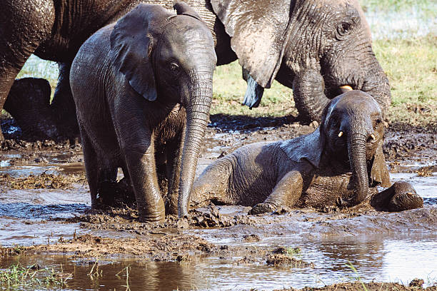 A group of elephants with babies take a bath in the mud at the Okavango River in Namibia.