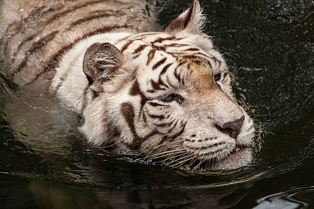 White tiger emerging from the shadows of the jungle