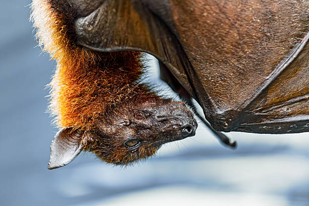 Detailed close-up of Pteropus flying fox bat (fruit bat) hanging upside down, showing fur texture and wing membrane.