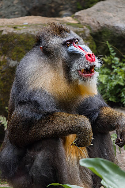 Detailed close up of colorful mandrill monkey showing bright red and blue facial markings in natural habitat.