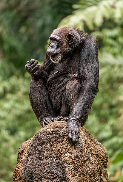 Thoughtful chimpanzee sitting on a rock, holding hand near mouth in lush green forest environment.