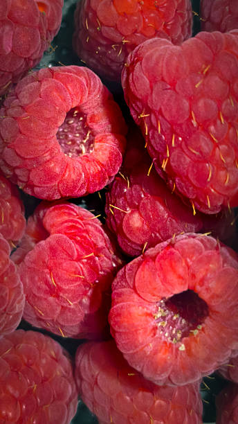 resh Red Raspberries Macro Background
