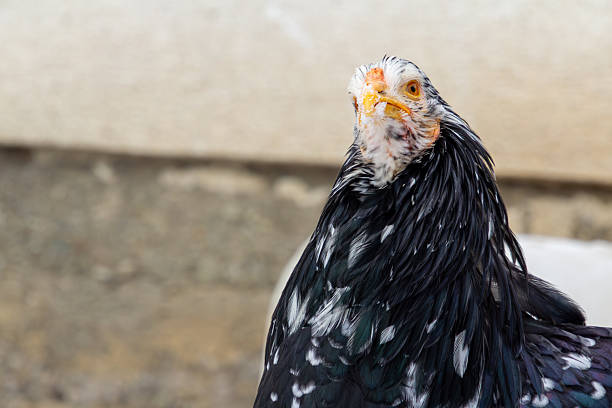 Single black and white Bramha chicken looking at the camera, Her beak full with snow.