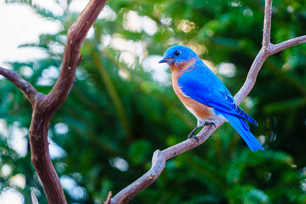 The eastern bluebird is a small North American migratory thrush found in open woodlands, farmlands, and orchards. The bright-blue breeding plumage of the male, easily observed on a wire or open perch, makes this species a favorite of birders.