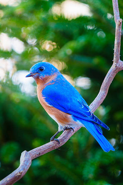 Blue bird