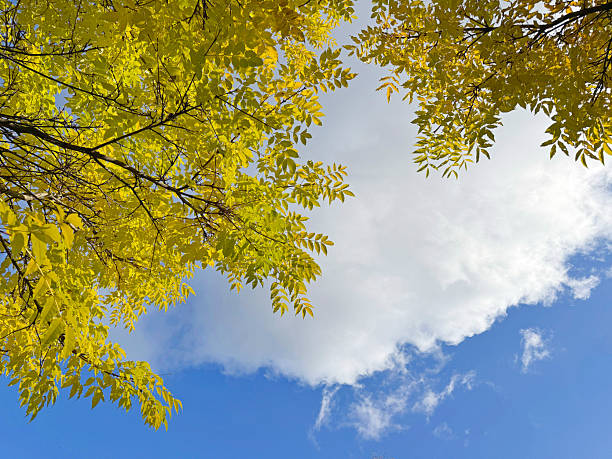 Autumn yellow leaves against blue sky with clouds.