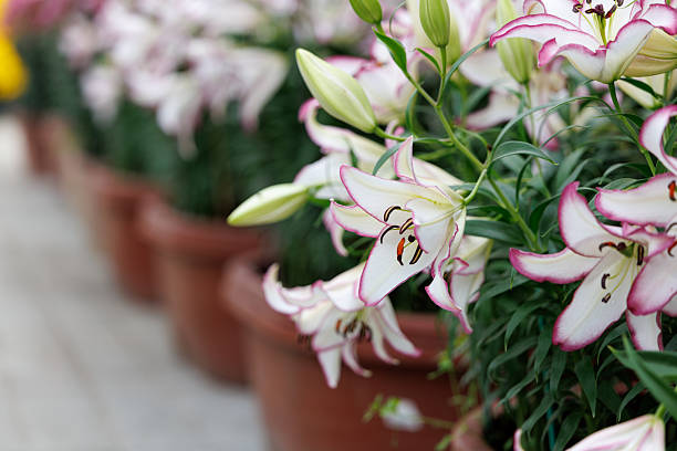 flowerpot with beautiful orchids
