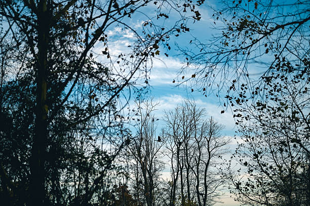 Autumn tree branches with a bird soaring against a soft cloudy sky