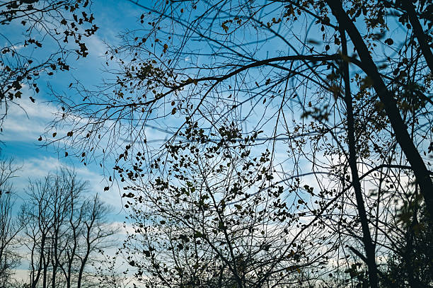 Tree silhouettes with sparse leaves reaching towards a bright blue sky