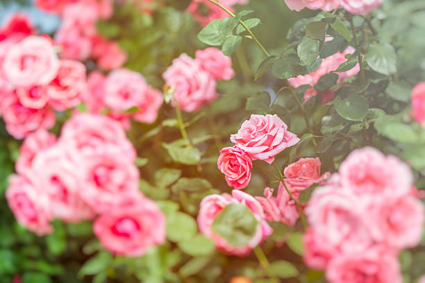 istock Red rose on branch in garden 2261558672