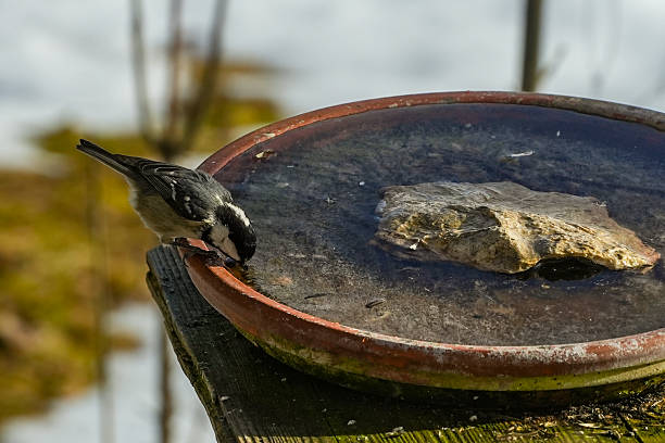 Adorable black-capped Coal Tit(Poecile ater) standing on birdbath rim in sunny summer garden, delicate gray bird with crisp white face patches in greenery