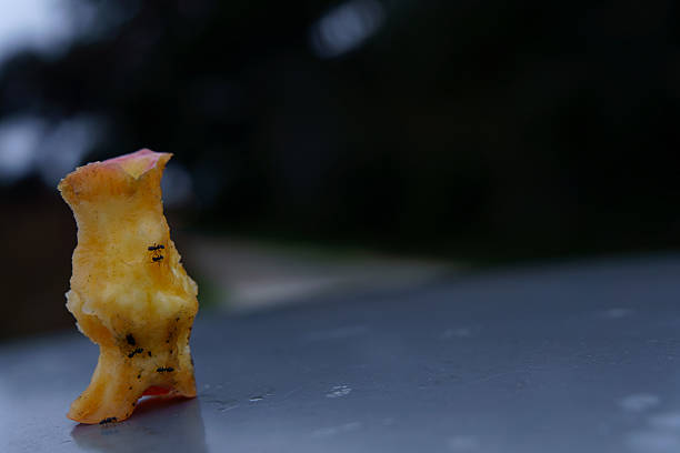 Ants gathering on a decaying apple core, highlighting food waste and the natural process of decomposition