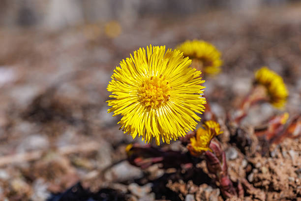 Tussilago farfara, commonly known as coltsfoot. Coltsfoot has been used in herbal medicine and has been consumed as a food product with some confectionery products.