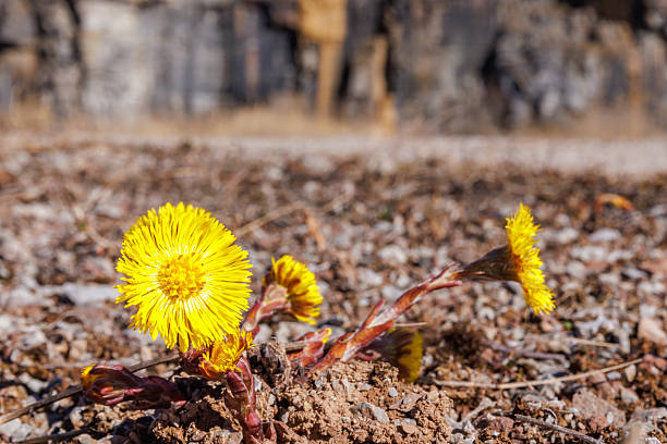 Flowering Coltsfoot a beautiful spring flower
