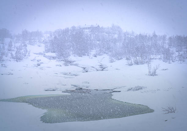 Dramatic winter landscape with snow covered shrubs and trees on hillside in Norway. Thick snowfall creates soft white atmospheric scene.