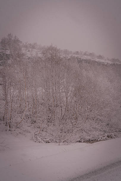 Frosted birch trees and deep snow in moody Nordic winter landscape. Soft light and falling snow create calm, minimalist Arctic atmosphere.