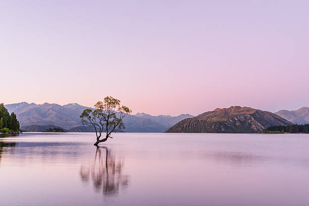 The iconic lone tree rises from the still waters of Lake Wanaka, creating a serene and minimalist landscape framed by distant mountains and gentle evening light.