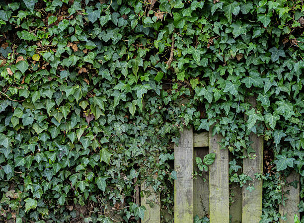 Climbing plants with green and reddish leaves grow across a weathered white wooden fence.