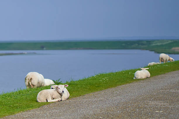 Sheep on the dam at Easter. Netherlands, Zeeland, Oosterschelde.
