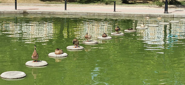 mallard ducks swimming gracefully in a serene pond on a sunny afternoon