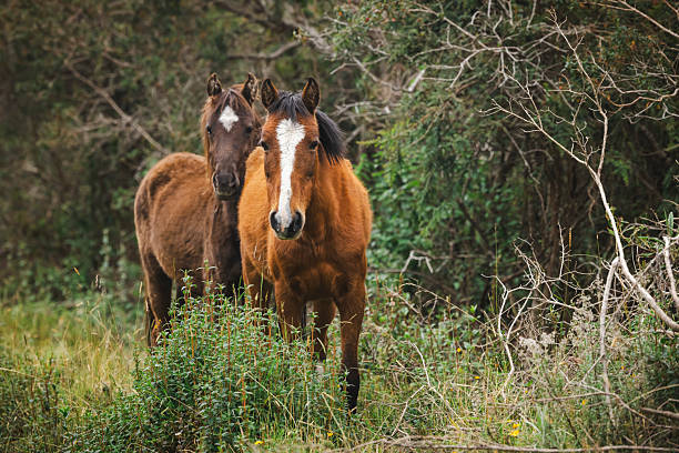 Wild horses on the Ecuadorian Cordillera, Cotopaxi National Park