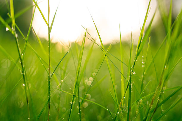 Dew on the grass in the morning