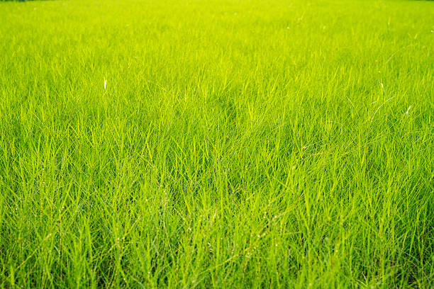 Dew on the grass in the morning