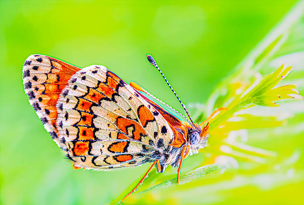 Multicolored butterfly an green natural backround