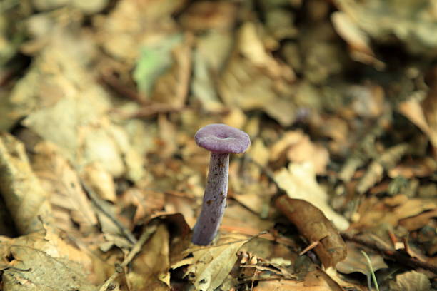 Laccaria amethystina fruiting body emerging from deciduous forest leaf litter during seasonal fungal development. The mushroom displays a slender elongated violet stem and a small convex cap with a slightly depressed center characteristic of this ectomycorrhizal species. The surrounding substrate consists of dry leaves small twigs and decomposing organic matter contributing to nutrient recycling and soil enrichment. This species forms symbiotic associations with trees supporting mineral exchange and woodland ecosystem stability. Soft natural illumination and shallow depth of field emphasize morphological detail while preserving authentic forest habitat context suitable for ecological scientific and commercial applications.