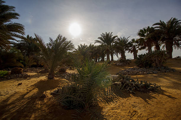 Palm trees and dune in Merzouga village near sahara Erg Chebbi  dune in sand storm. Morocco
