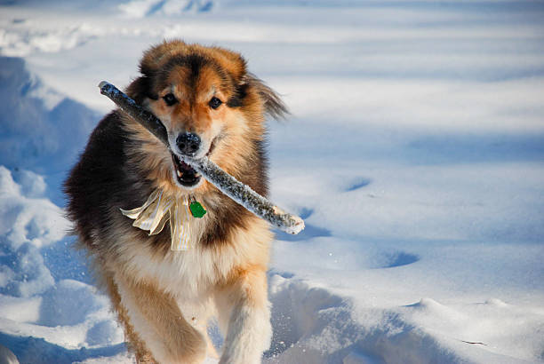 A happy, mixed-breed dog runs toward the camera through a sunlit, snow-covered field while carrying a large stick. The dog wears a decorative ribbon, suggesting a holiday or celebratory winter walk.
