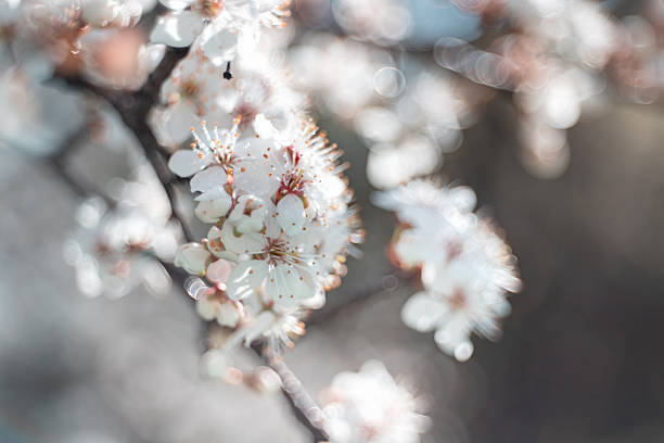 White blackthorn plum (Prunus spinosa) flowers, spring garden, floral wallpaper or floral background for your design