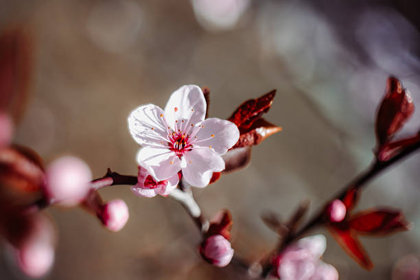 Pink cherry blossom flowers, spring garden, floral wallpaper or floral background for your design