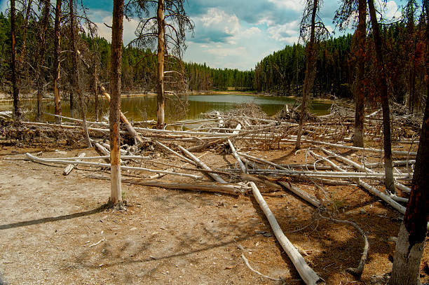 Barren Burned Trees Surround Steaming Pools, Mineralstained Soil And Fallen Logs Stretch Toward Distant Pine