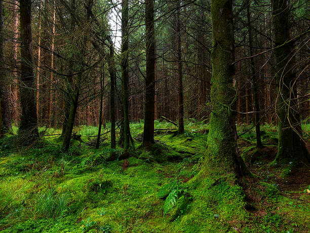 Thick moss blankets the forest floor and tree trunks creating a vibrant green landscape in a peaceful woodland.