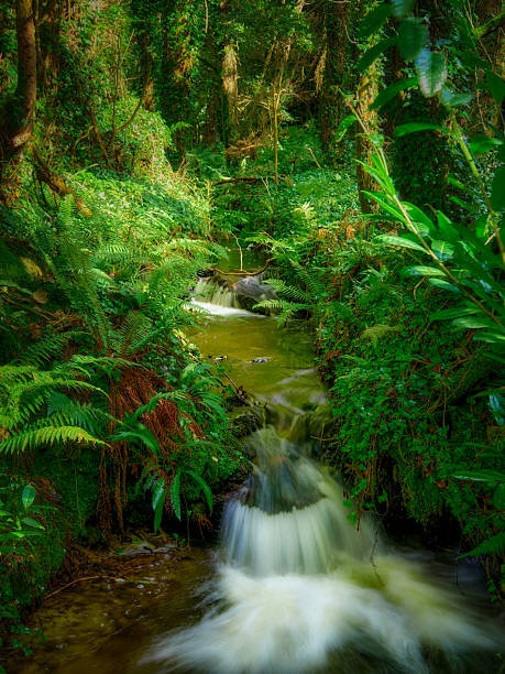 A stream of water flows through a lush green forest. The water is clear and the surrounding vegetation is vibrant and healthy. The scene is peaceful and serene, with the sound of the water