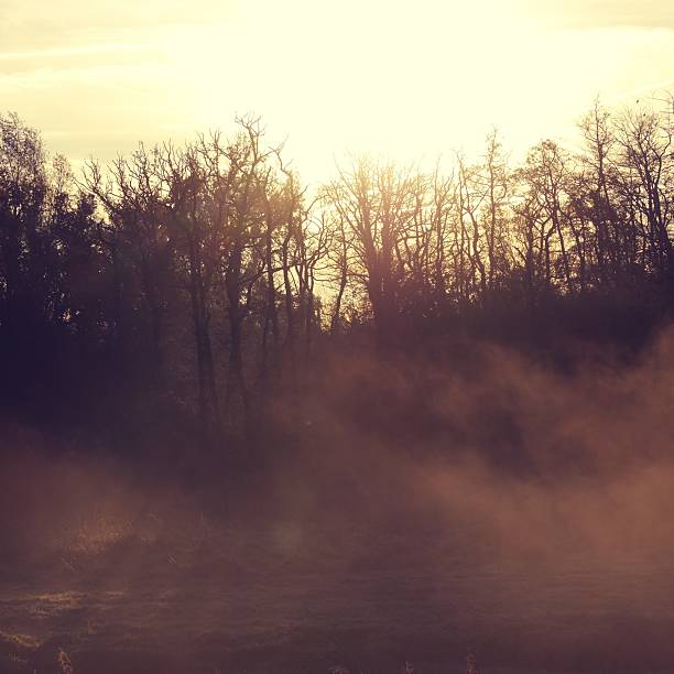 Beautiful Golden Hour in the morning mist.