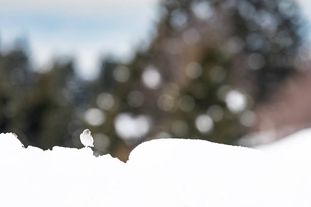 fine art photography in the wild Alps