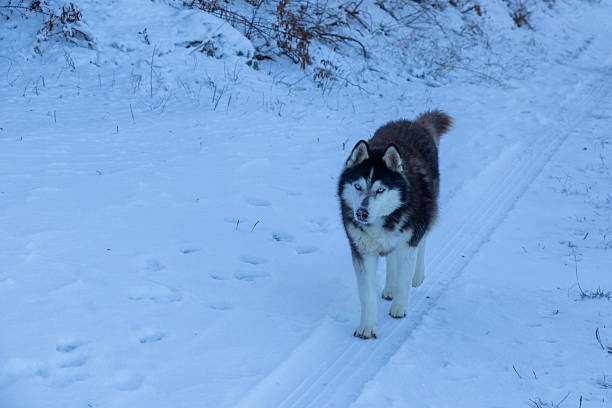 husky dog portrait in winter snow