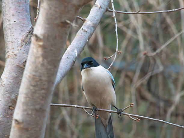 This photograph captures an Azure-winged Magpie perched delicately on a thin, leafless twig. The bird is easily identifiable by its solid black cap and beak, which contrast beautifully with its soft, pale fawn underparts and the subtle hint of blue on its folded wing. A thick tree trunk is softly blurred in the left foreground, framing the subject, while the background consists of a muted, out-of-focus tangle of bare branches, suggesting a quiet woodland scene in late autumn or winter.