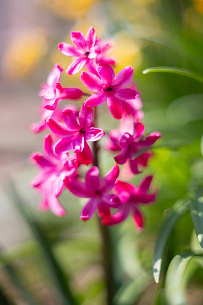 Vibrant Pink Hyacinth Blooms in Spring Sunlight