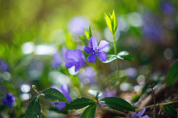 Spring purple flowers of the common periwinkle (Vinca minor) in the gentle rays of the sun, bokeh effect
